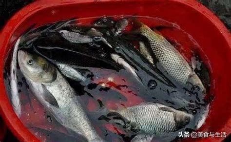 魚死掉怎麼處理|【魚死了怎麼辦】魚兒説掰掰！魚死了怎麼辦？從遺體處理到後續。